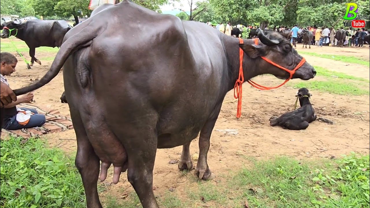 बिहार के #आरा जिला मे भैंस सस्ती दाम मे मिल रही है | Buffalo Market | Bhains ki Mandi | Bipin Singh
