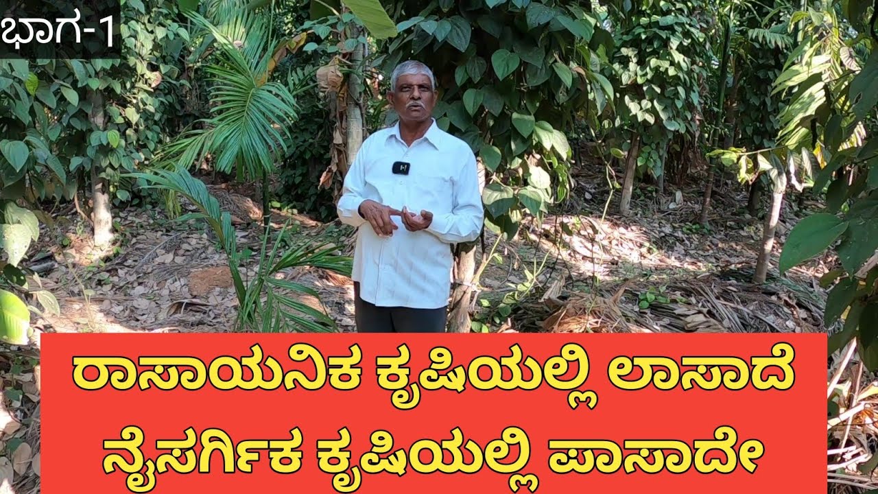 ಸುಭಾಷ್ ಪಾಳೇಕರ್ ರವರೆ ನಮಗೆ ಸಹಜ ಕೃಷಿ ಮಾಡಲು ಪ್ರೇರಣೆ... ರಾಸಾಯನಿಕ ಮಾಡುವಾಗ ಲಾಸ್ ಆಗಿದ್ದೆ ಆದರೆ ಈಗ...!