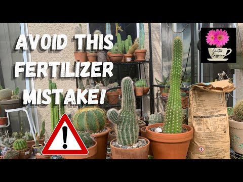 What Incorrect Fertilizing Can Do to Your Cactus | Fertilizing Cacti