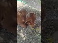 Cow Chewing Cud Science 🐄 | Amazing Rumination Process Explained (1 Minute) #exhausting #noanxiety