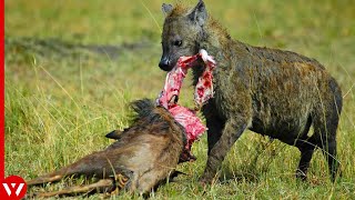 10 Moments When Hyenas Brutally Attack Babies