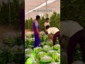 #polyhouse​ farming #viralvideo​ #viral​ #kisan​ #polyhouse​ #farming #trending​ #shorts#viralvideo​