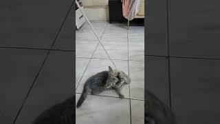 daily workout for Aster #kitten #cat #funny #pets