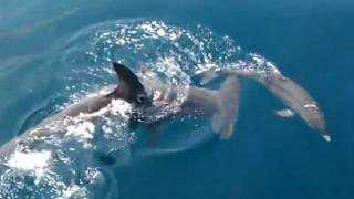 1200lb. Hammerhead bites porpoise - Whipsaw Charters