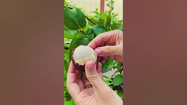 Erdon Lee Lychee 🍒🍑🍎 #shorts #fruit #satisfying #fruitcutting #lychee #food - DayDayNews