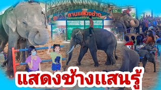 แสดงช้างแสนรู้(elephant show)/บ้านช้าง บ้านตากลาง ต.กระโพ อ.ท่าตูม จ.สุรินทร์/