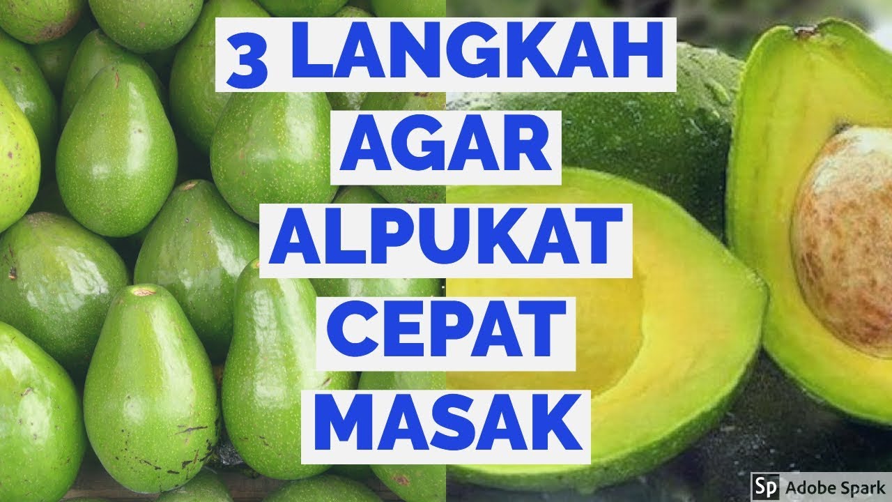 tips agar alpukat cepat masak dan tidak mudah busuk