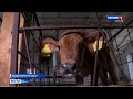 Аграрии Крыма активно развивают племенное животноводство