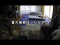 たまに職務放棄して爆睡する柴犬。