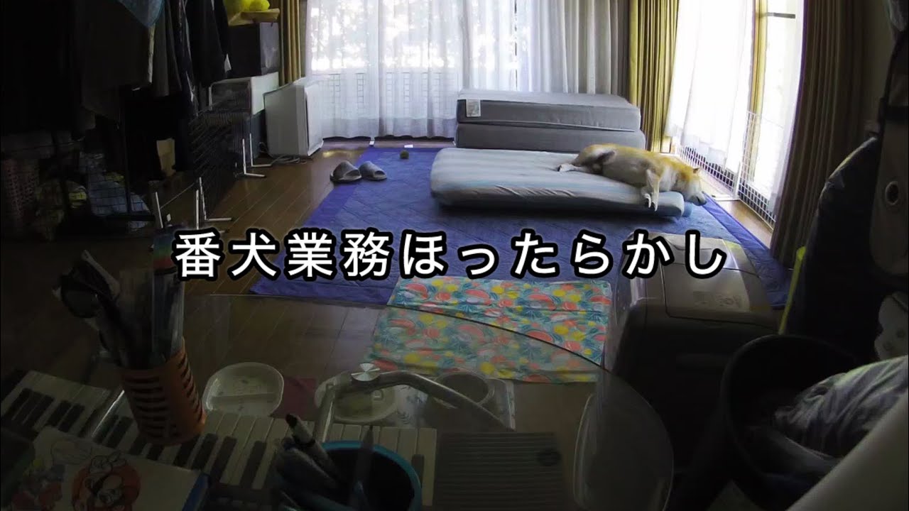 たまに職務放棄して爆睡する柴犬。