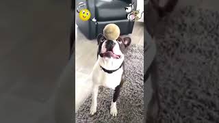 Funny & Cute Dog Circus!  | The Cute Show