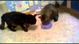 Cat Won't Share His Food Dish