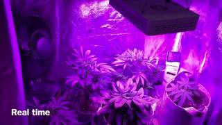 LIGHT RAIL 3.5 + MARS HYDRO 600 W LED