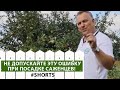 А вы знали? Нужно закреплять саженцы карликовых яблонь! #shorts