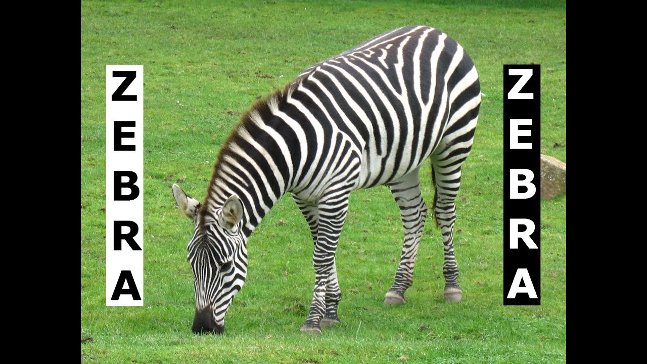 Black And White Stripes Zebras Eating Green Grass At San Francisco Zoo