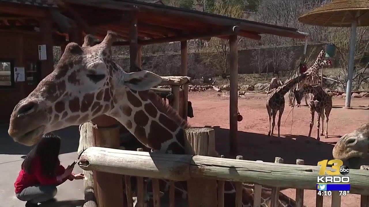 "International Center for the Care and Conservation of Giraffe" established in Colorado ...
