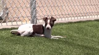 SPCA of Northern Nevada "New Facility"