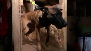 Belgian Malinois Puppy Bitework (slo-mo)