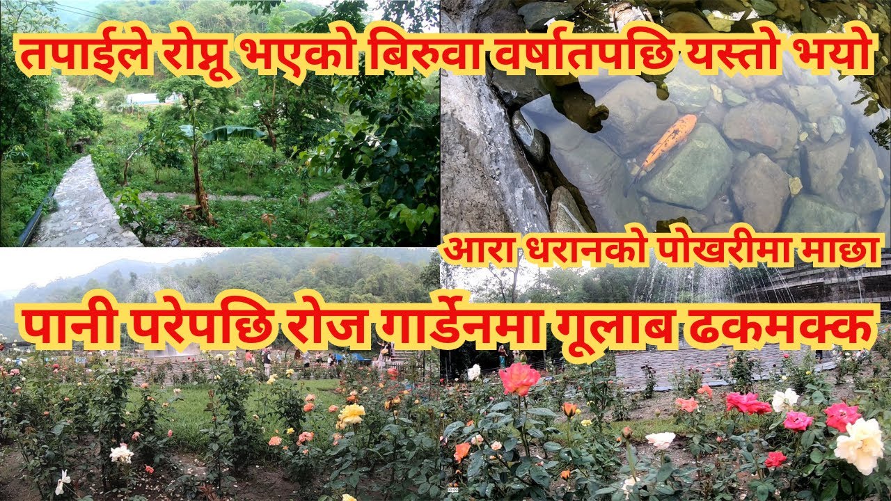 तपाईले रोप्नू भएको बिरुवाहरु बर्षातपछि यस्तो भएको छ ॥tree plantation ...