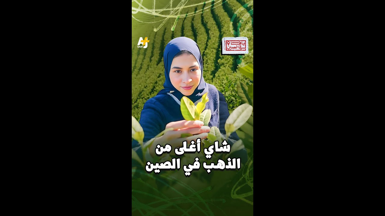 شاي أغلى من الذهب في الصين
