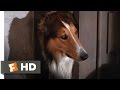 Lassie Come Home (1/10) Movie CLIP - Morning Routine (1943) HD