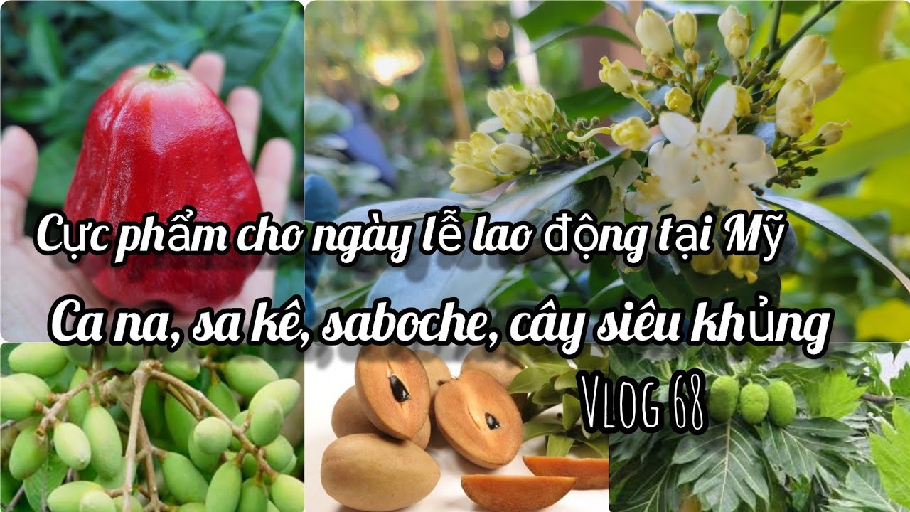 giống ổi mới, mãng cầu 3in1, và nhiều giống cây độc lạ... - youtube