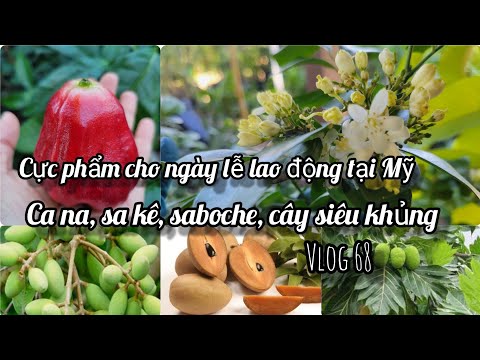 Video giống ổi mới, mãng cầu 3in1, và nhiều giống cây độc lạ... - youtube