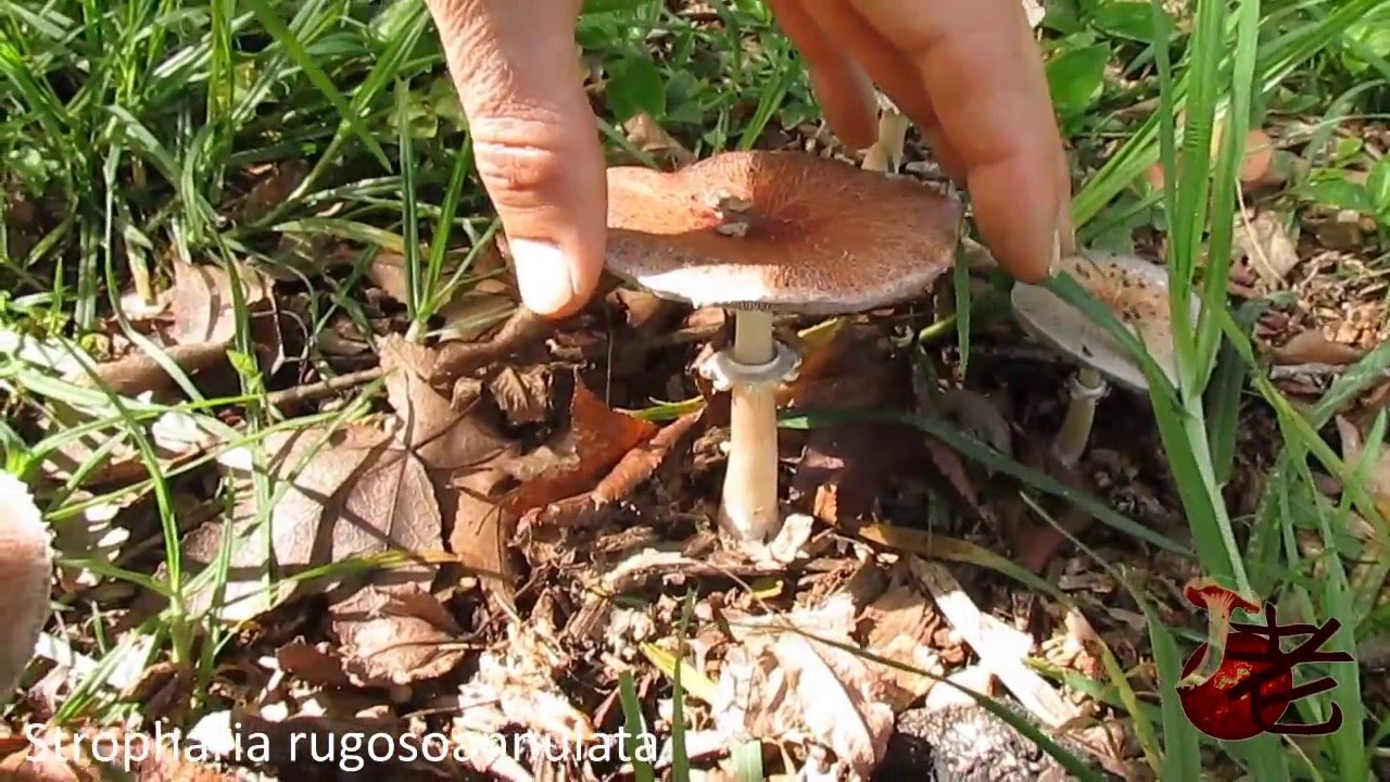 Stropharia Rugosoannulata Garden Giant Australia Youtube