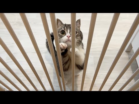 外出しようとしたら寂しがり屋の猫がまさかのこうなっちゃいました…