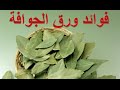 فوائد الجوافة الرائعة لجسم الانسان ؟؟ $$ - YouTube