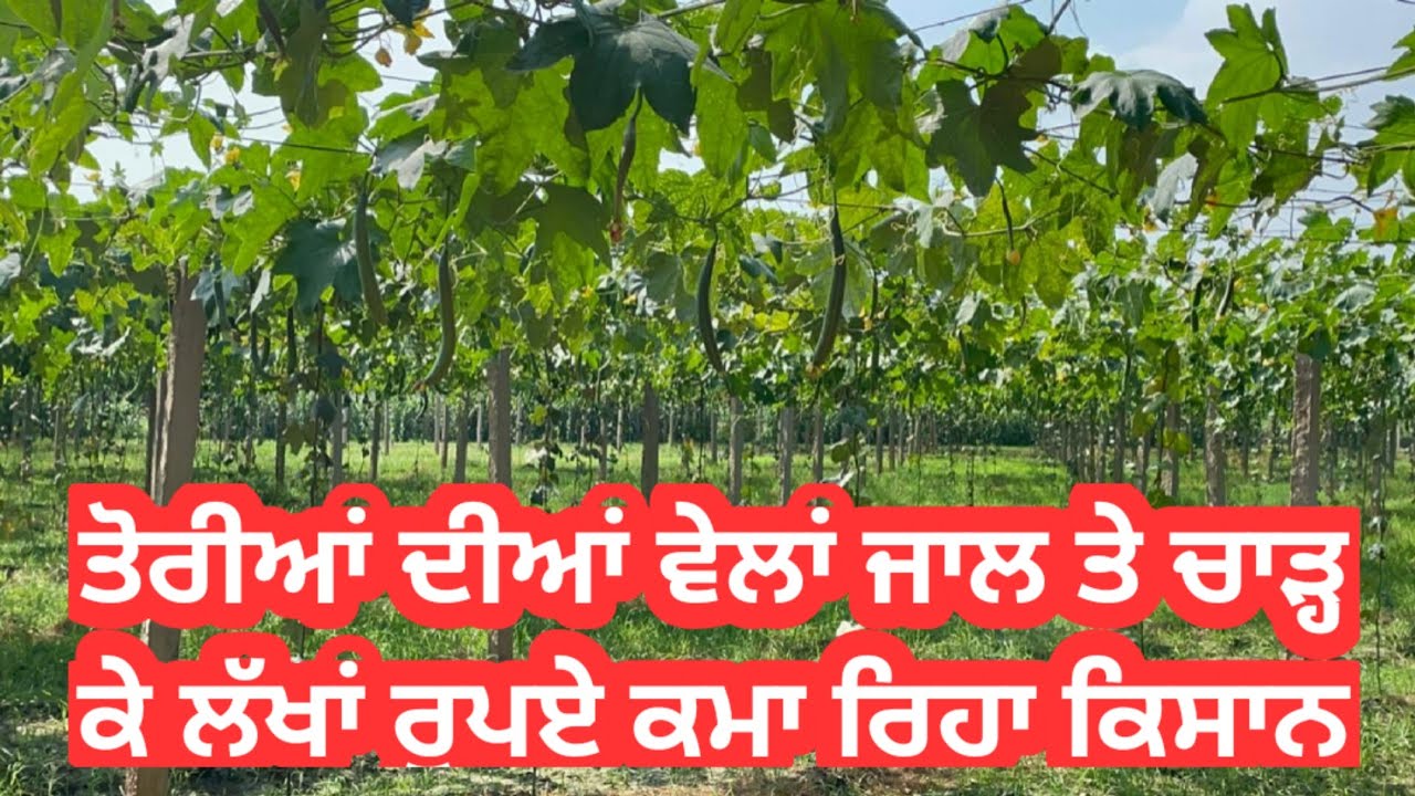 ਤੋਰੀਆਂ ਦੀਆਂ ਵੇਲਾਂ ਏਸ਼ ਤਰੀਕੇ ਜਾਲ ਤੇ ਚਾੜ੍ਹ ਕੇ ਕਮਾ ਸਕਦੇ ਹੋ ਲੱਖਾਂ ਰੁਪਏ।