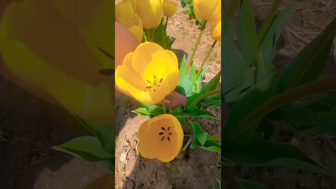 JP Niagara Tulip Experience 