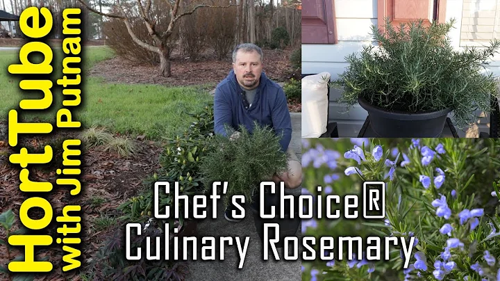 Chefs Choice Culinary Rosemary - Compact Growth an...