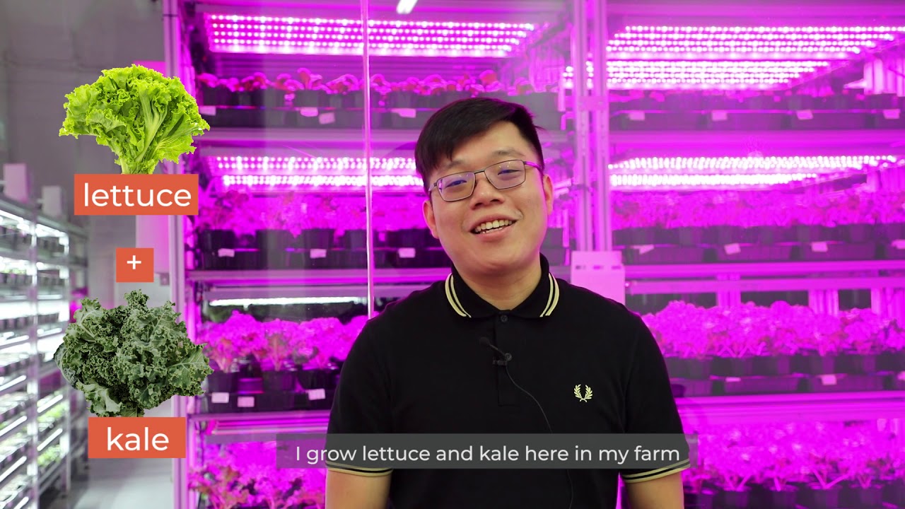 Here got farm meh? - VegePonics