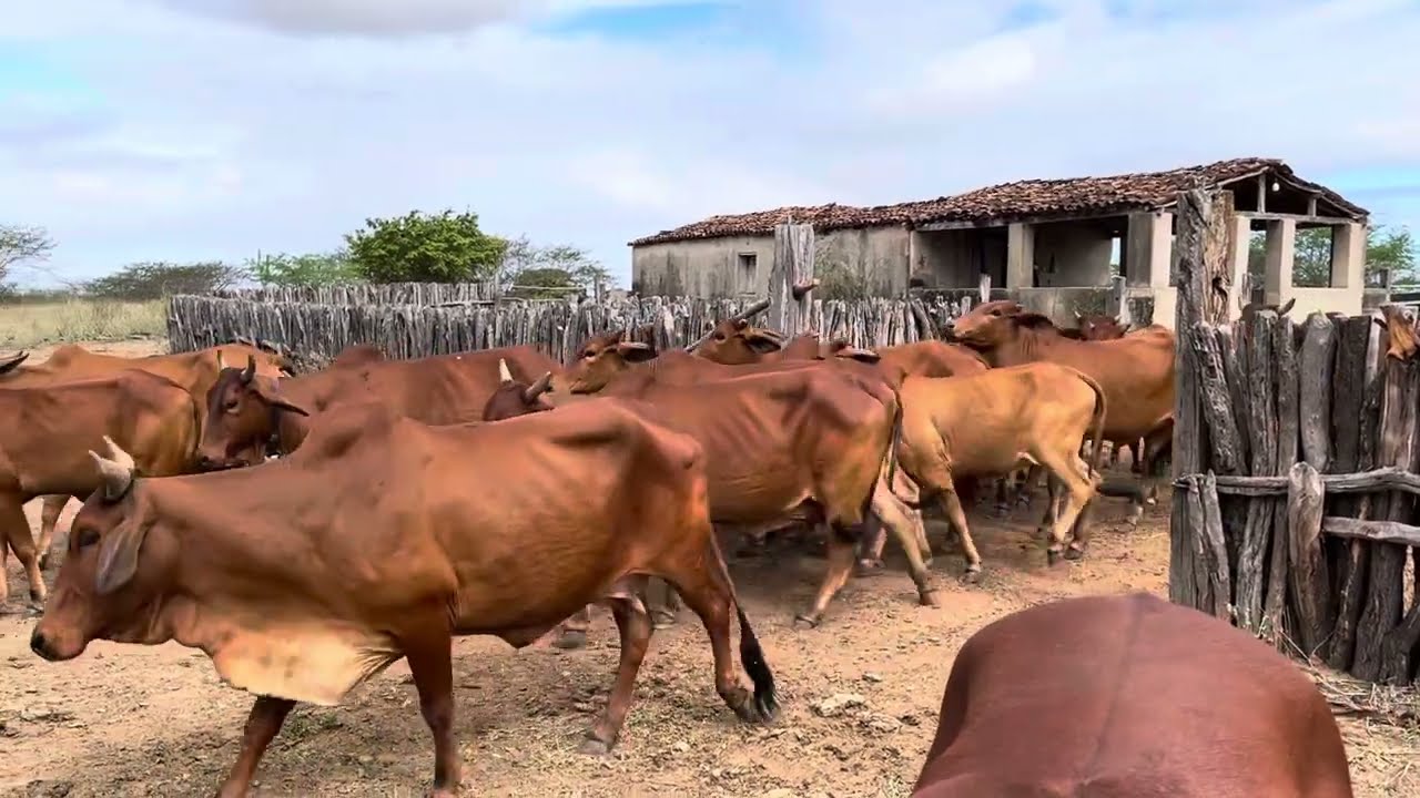 SINDI EM ÁREA COM 300 MM CHUVA