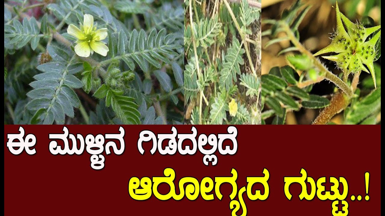 ಆಯುರ್ವೇದದ ಅದ್ಭುತ ಔಷಧ ಈ ಮುಳ್ಳಿನ ಗಿಡಿ..! Medicinal values of Gokshura  neggilu mullu By M2 - YouTube