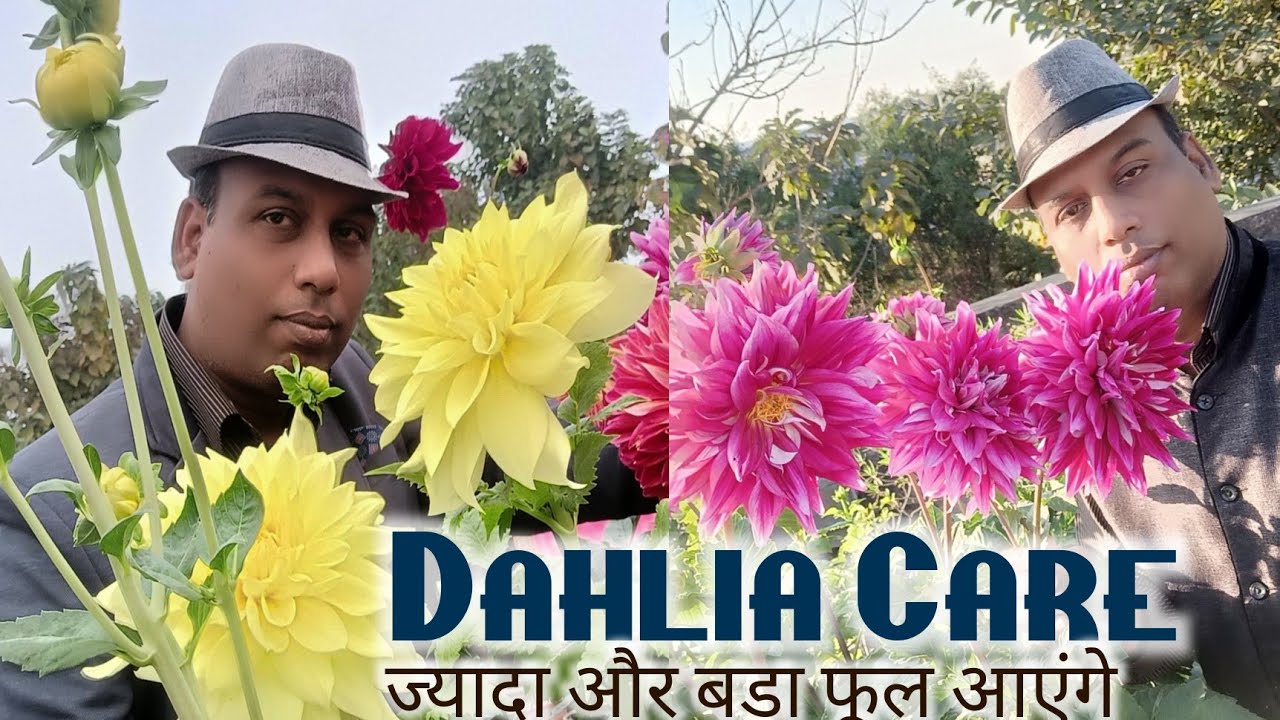 dahlia-care