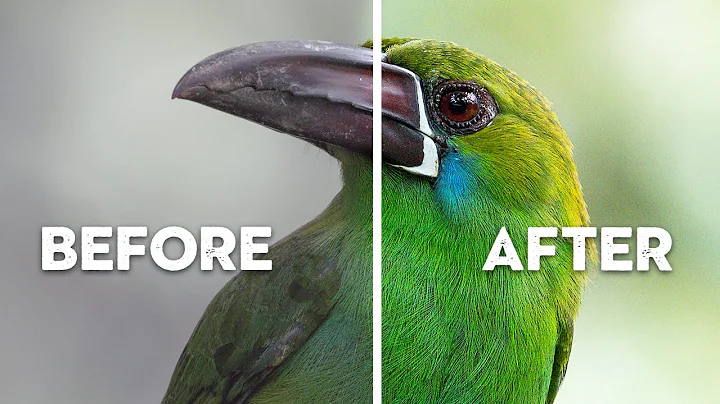 What's RUINING Your Bird Photography? | Common Beginner Mistakes