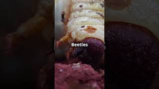 Weird Science Wonders: Why God Must Love Beetles?
