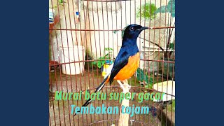 Download Lagu Murai Batu Super Gacor Tembakan Tajam (Live) Download Lagu Murai Batu Super Gacor Tembakan Tajam (Live)