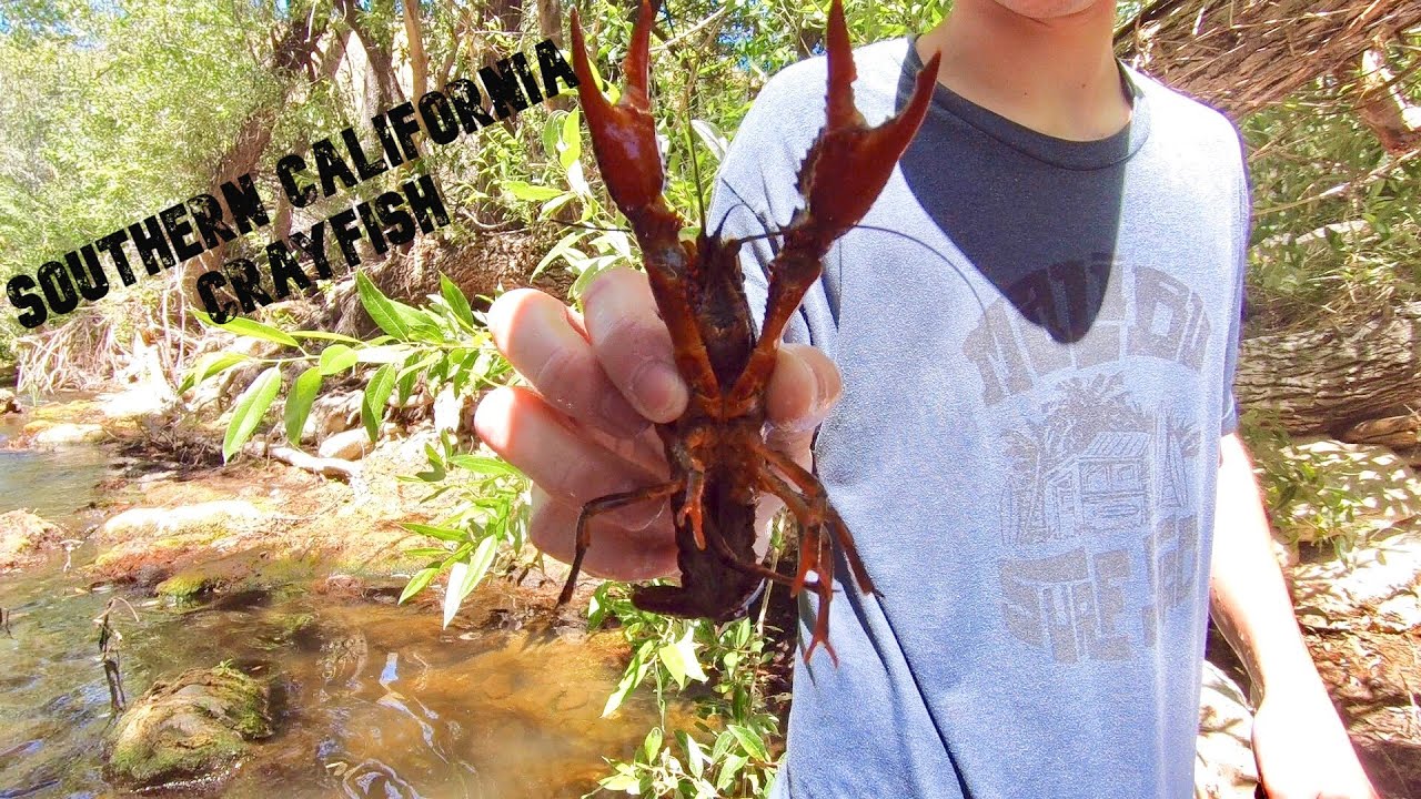 Catching Crayfish SoCal Style Crayfish Boil YouTube