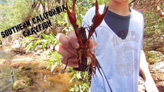 Catching Crayfish - SoCal Style Crayfish Boil