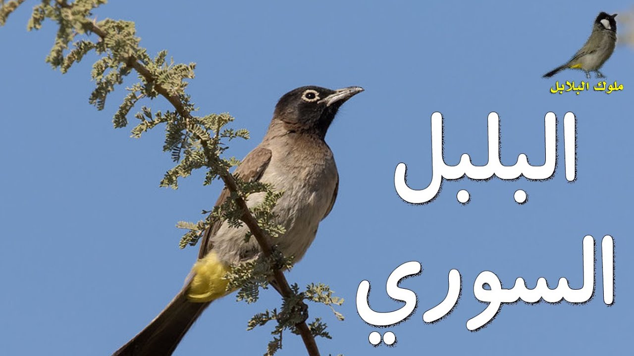 البلابل السورية - البلبل السوري الحذير