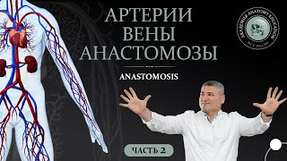 видео: Артерии. Вены. Анастомозы / Anastomoses. Часть 2 картинка: Артерии. Вены. Анастомозы / Anastomoses. Часть 2