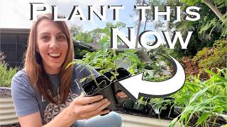 What I’m Planting NOW in My Florida Fall Garden