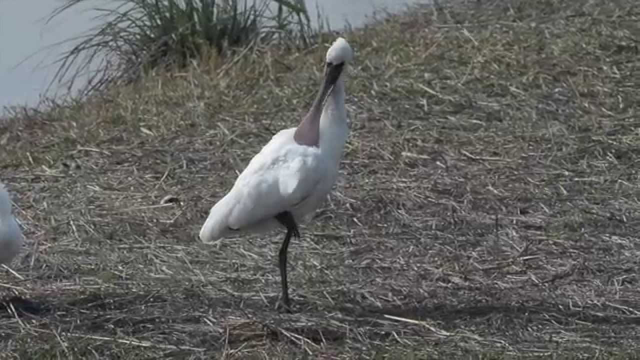 黑臉琵鷺 Black faced Spoonbill 