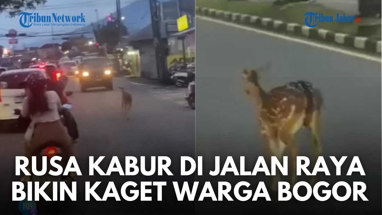VIRAL! Seekor Rusa Kabur dan Berkeliaran di Jalan Raya di Bogor, Pemadam Kebakaran Turun Tangan