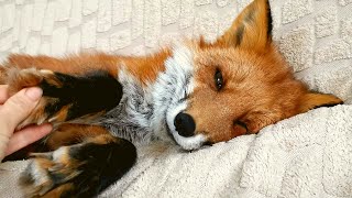 Lisa the Fox loves belly rubs | Fox Therapy