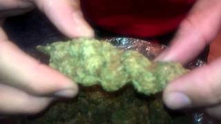 Outdoor Green Crack from Collective of CA