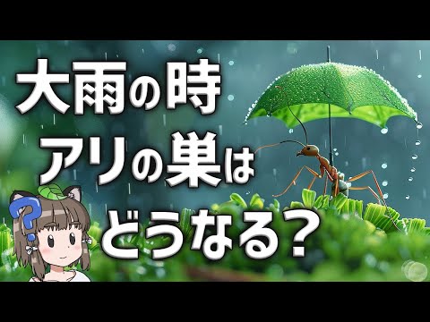【疑問】大雨が降った時、アリの巣はどうなってるの？